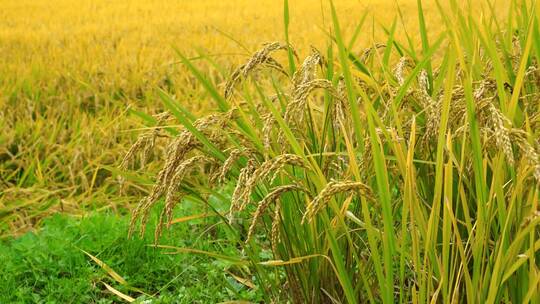 微风下金黄色的稻粒 秋天的稻田