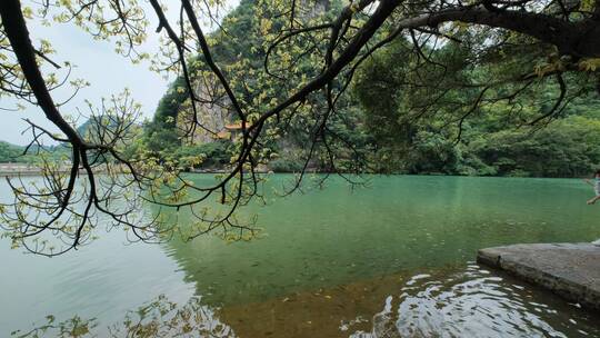 广西柳州龙潭公园池塘边树荫