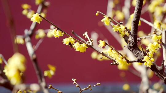春天北京卧佛寺内盛开的腊梅花视频素材模板下载