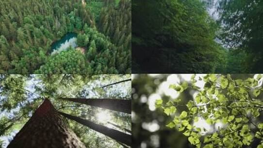自然生态环保宣传片素材合集 壮阔森林中的景色