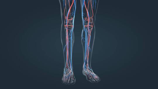 医学3D人体血管心血管循环系统三维动画