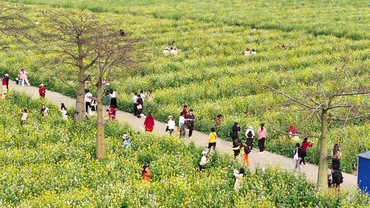 中国广东省广州市南沙区东涌油菜花