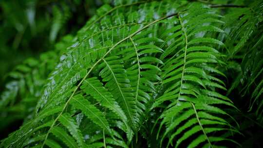 下雨中的绿叶植被