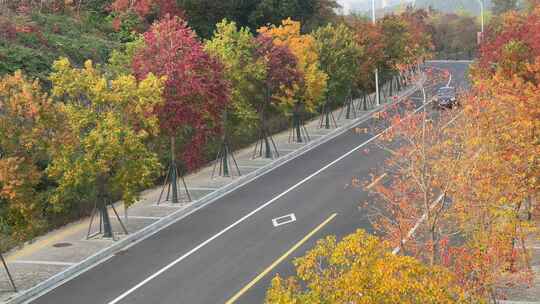 两旁树木秋天多彩的城市道路景观