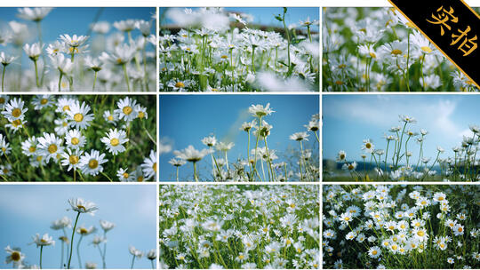 夏天唯美小雏菊花海 白色雏菊的清新绽放高清在线视频素材下载