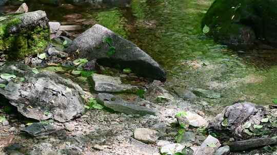 夏季清澈的小溪流水小河水流