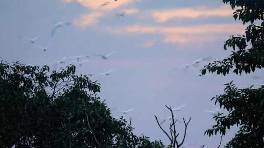 合集 湿地流花湖公园鹭鸟栖息生态水鸟自然