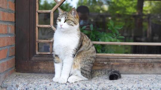 猫在农家院窗台上