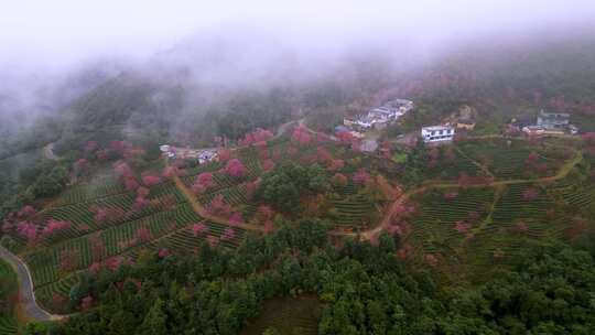 航拍大理南涧县无量山樱花谷