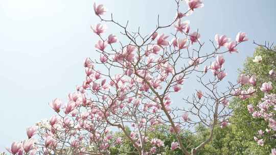 玉兰花花朵春天春暖花开空镜