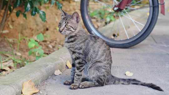 街头张望的流浪猫