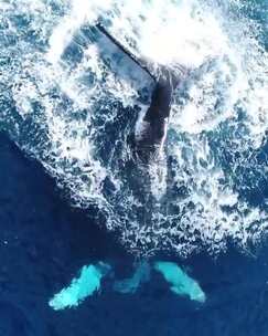 深海鲸鱼摆动尾巴