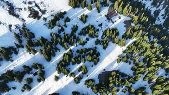 航拍新疆赛里木湖雪岭云杉被晨光照射景观