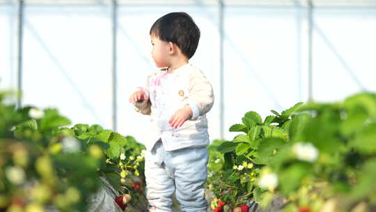 小孩在草莓地 幼儿在草莓地玩耍