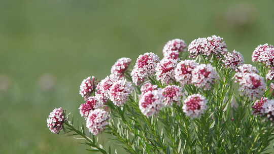 狼毒花 馒头花 西北