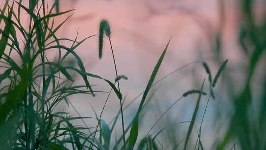 晚霞湖边：微风吹动草丛