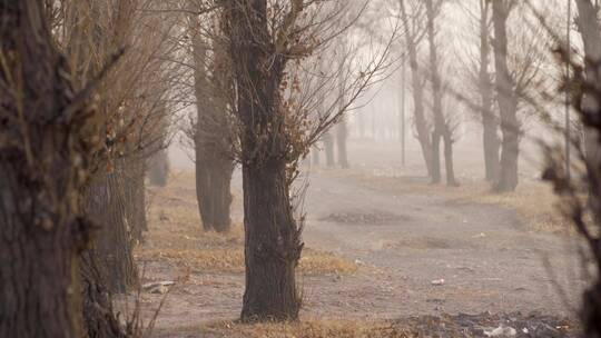 【空镜】4K自然冬季北方农村道路薄雾枯树