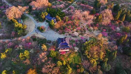 航拍南京明孝陵梅花山漫山遍野梅花盛开