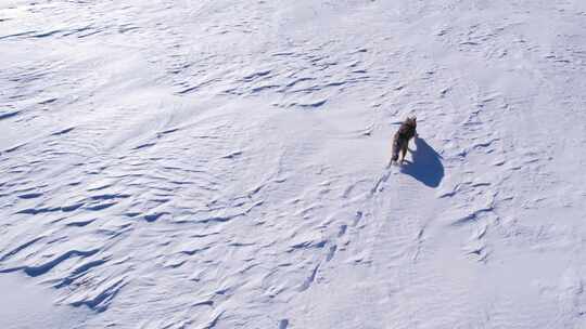 狼在雪地上奔跑