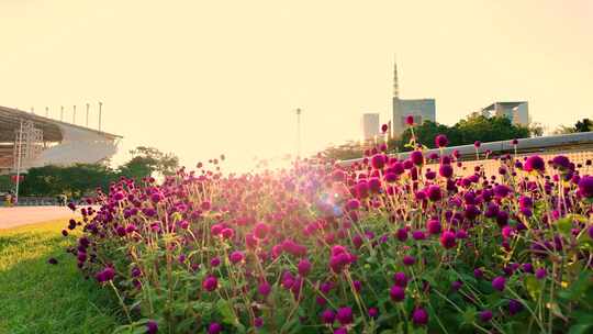 广州花城广场 广州花海 花城广场