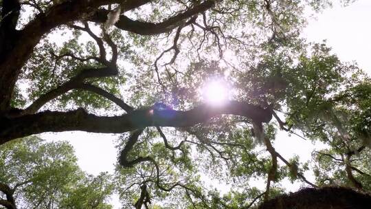 参天大树、阳光穿过古树树干视频素材模板下载