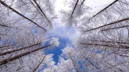 6k冬天山川树林仰拍冰雪延时摄影