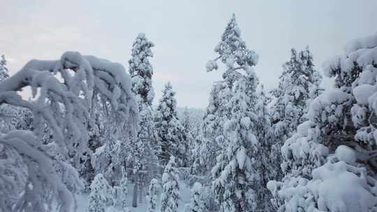 无人机飞过芬兰拉普兰北极圈积雪覆盖的树木