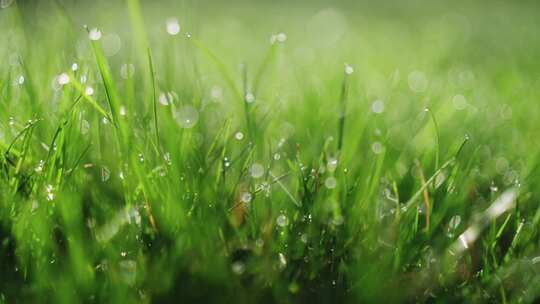 绿色草地露水露珠雨水谷雨春天自然