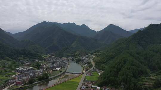 龙泉 龙泉高山 孢子粉 龙泉孢子粉