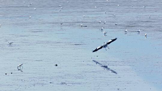 深圳湾鸟类栖息地自然风光视频