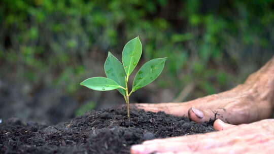 幼苗 土壤 植物 农业 生长