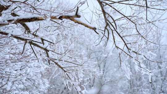 下雪树枝枝头的积雪