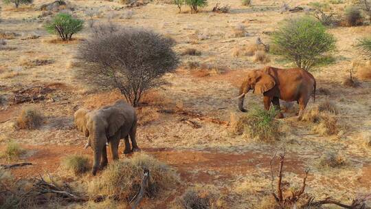 草原上的非洲象视频素材模板下载