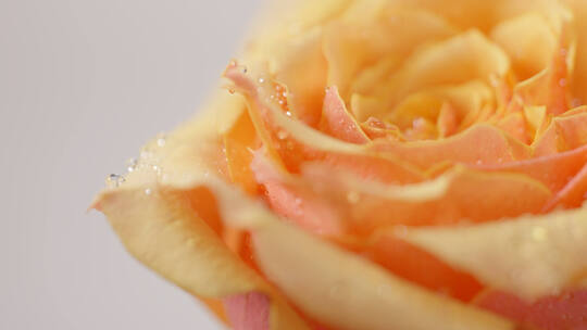 凝固水珠的玫瑰花旁边留空可打字幕