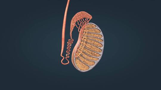 阴囊 阴茎 龟头 附睾 睾丸 海绵体 膀