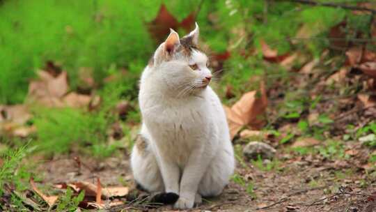 户外草地上一只白色的花脸猫特写