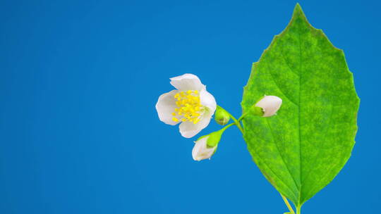 茉莉花开