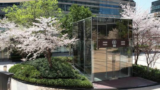 春日的安徽省合肥市置地广场星光荟樱花风光