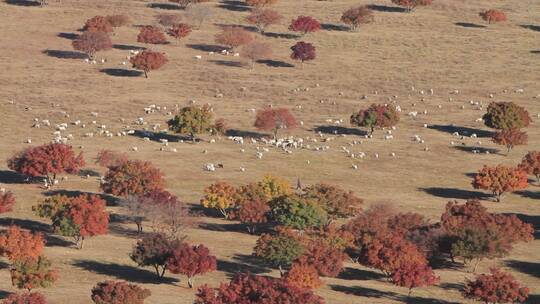 内蒙古代钦塔拉牧场枫林羊群