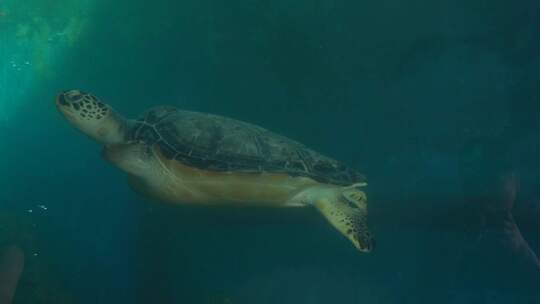 4K动物大海龟实拍视频视频素材模板下载