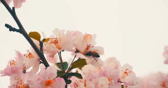 春天盛开的粉色海棠花