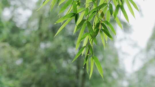 竹林竹叶禅意下雨天唯美空镜