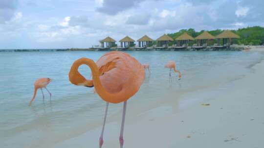 阿鲁巴海滩与粉色火烈鸟在海滩火烈鸟在阿鲁巴岛加勒比海视频素材模板下载
