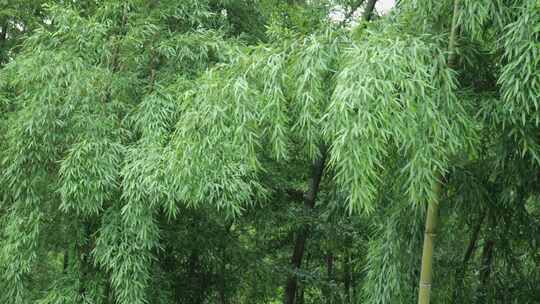 下雨天竹林景观特写，竹节挺拔竹叶繁茂