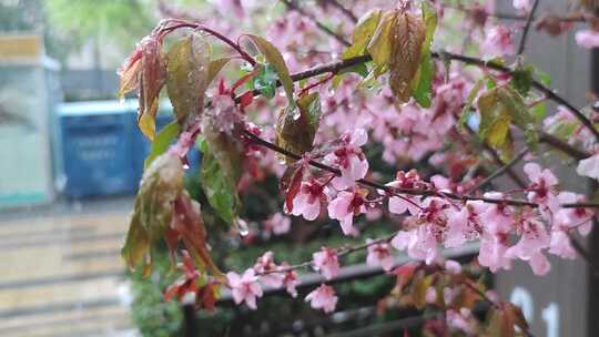 春天雨季花开视频素材模板下载