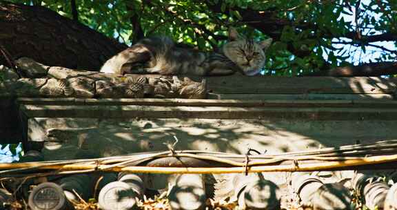 北京胡同慵懒的猫咪