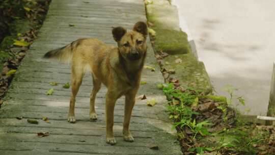 乡村黄狗田园犬迎面走来