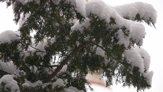 大雪中的故宫后花园飘雪下摇慢镜头视频素材模板下载