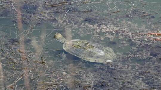 乌龟在浑浊的池塘里吃东西