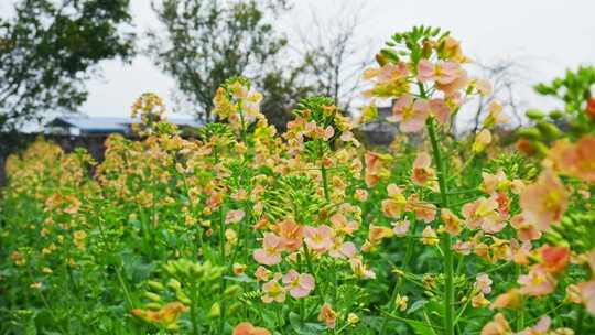 油菜花春天油菜花海油菜花田菜花花海